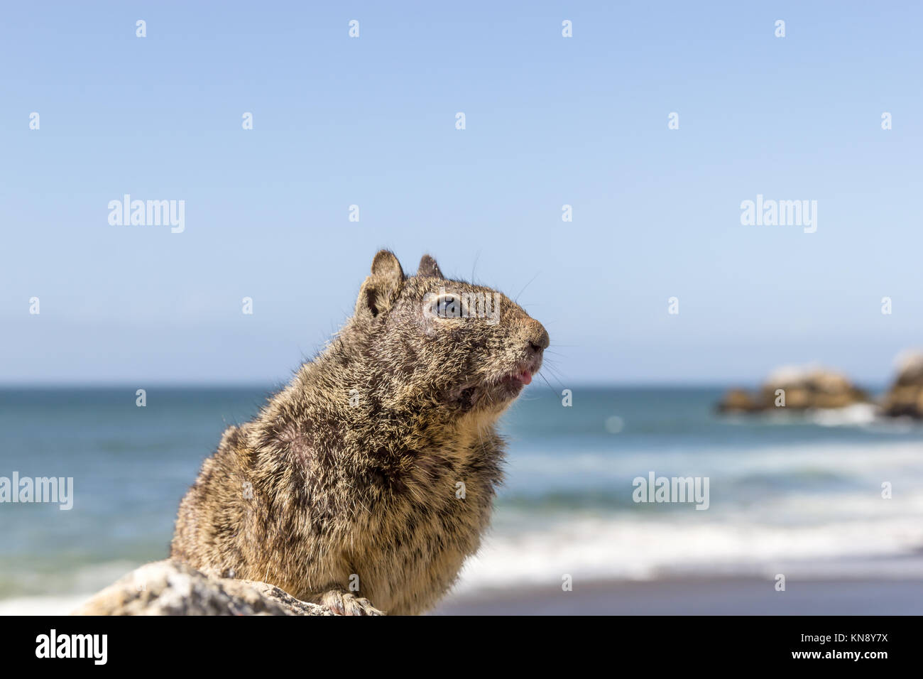 California ground squirrel, Rockaway Beach, Pacifica, California Stock Photo