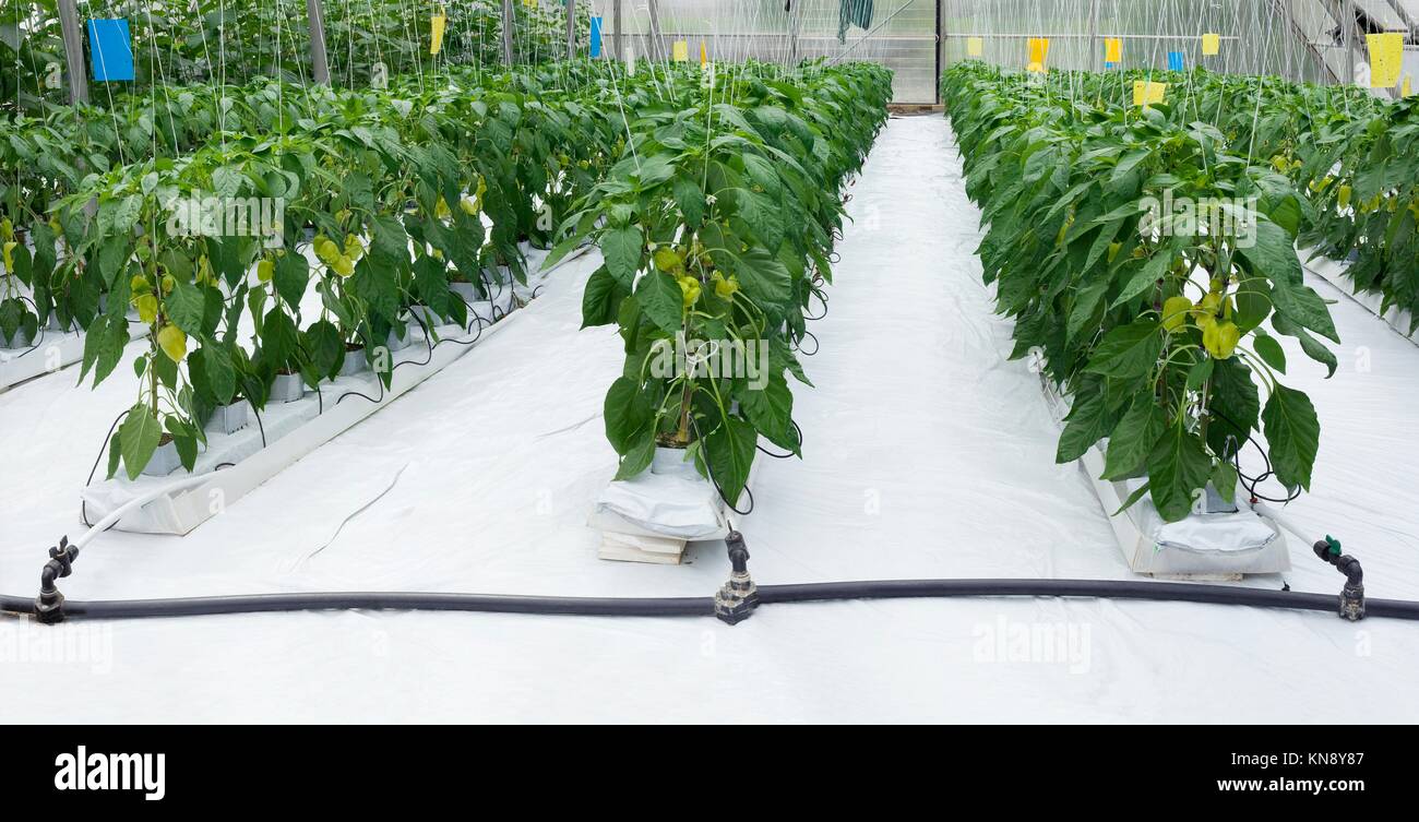 Green Peper Hydroponic Cultivation Hothouse. Stock Photo