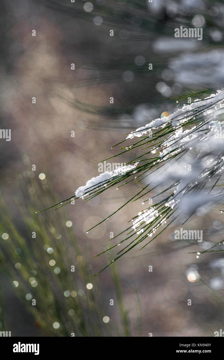 Light covering of snow on dry broom. Stock Photo