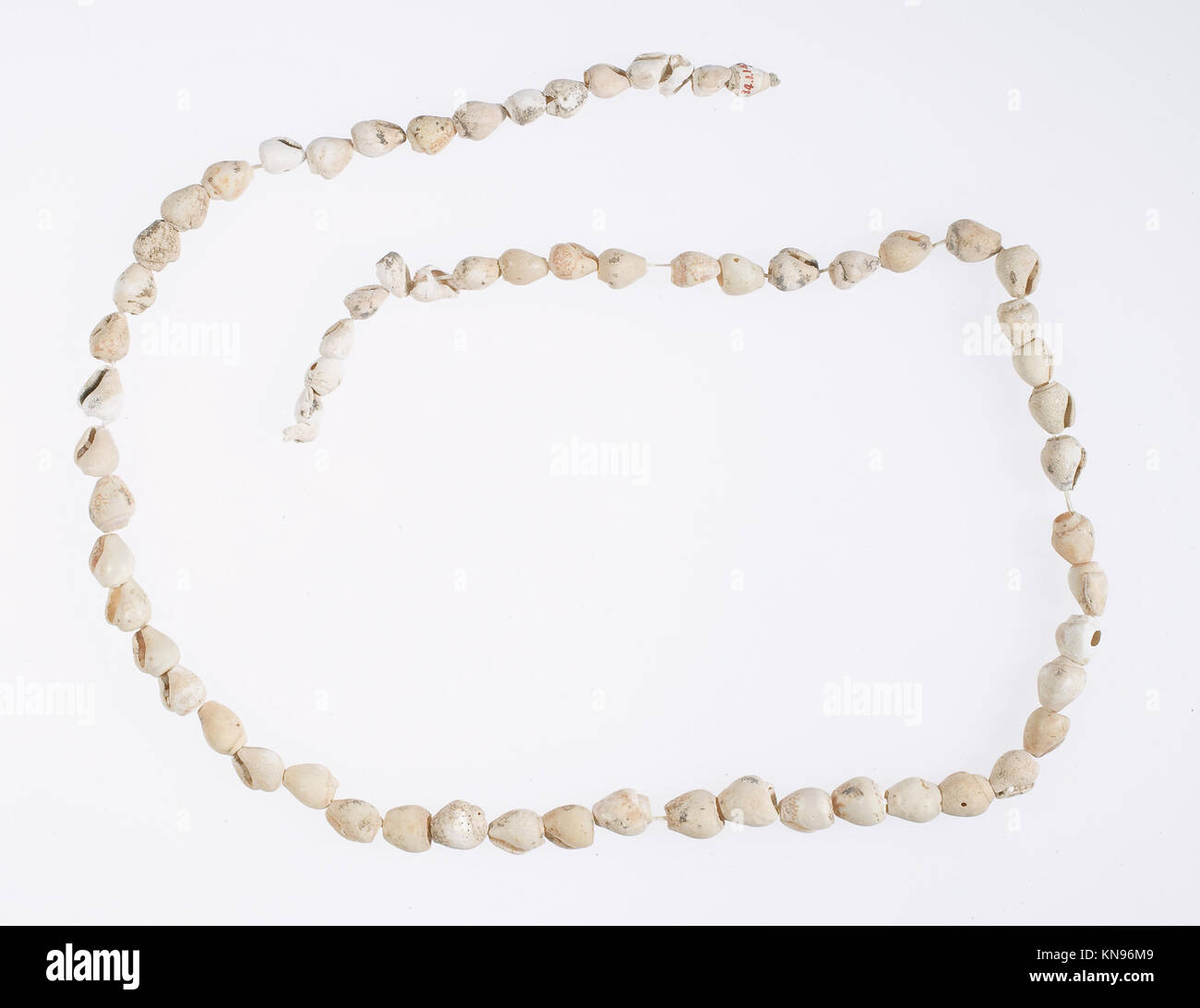 Stringed Shells A string of periwinkle shells called Hepy, used as a decorative item ...
