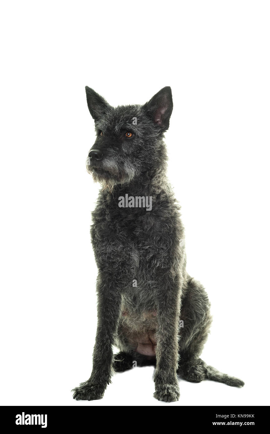 Black female Dutch Shepherd sitting facing the camera isolated in a white background Stock Photo