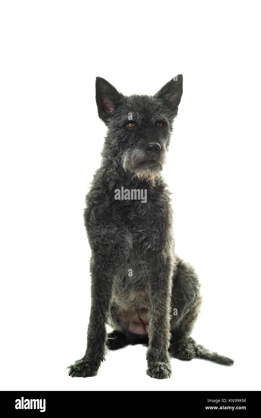 Black female Dutch Shepherd sitting facing the camera isolated in a white background Stock Photo