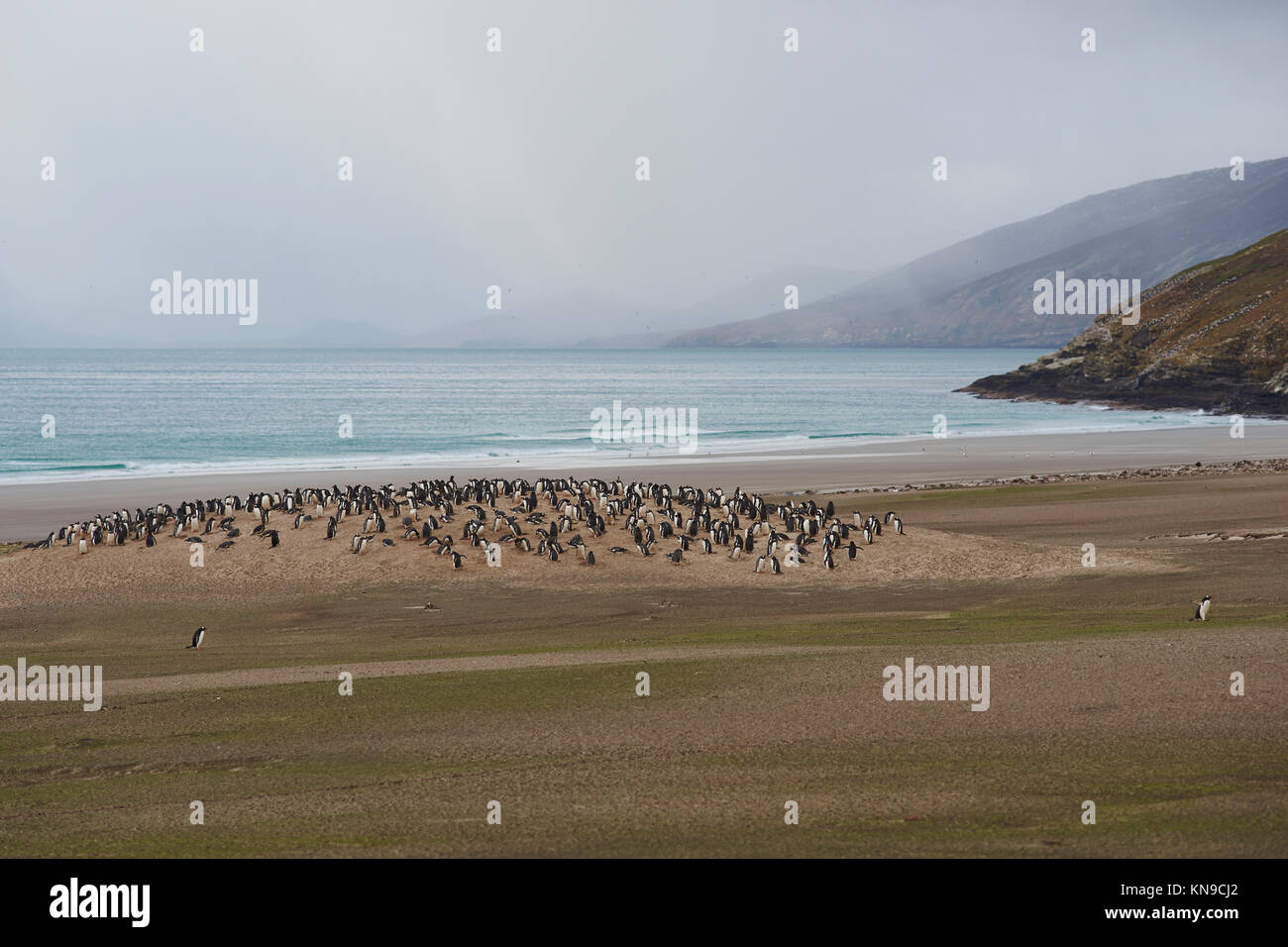 The Neck on Saunders Island in the Falkland Islands; home to multiple colonies of Gentoo