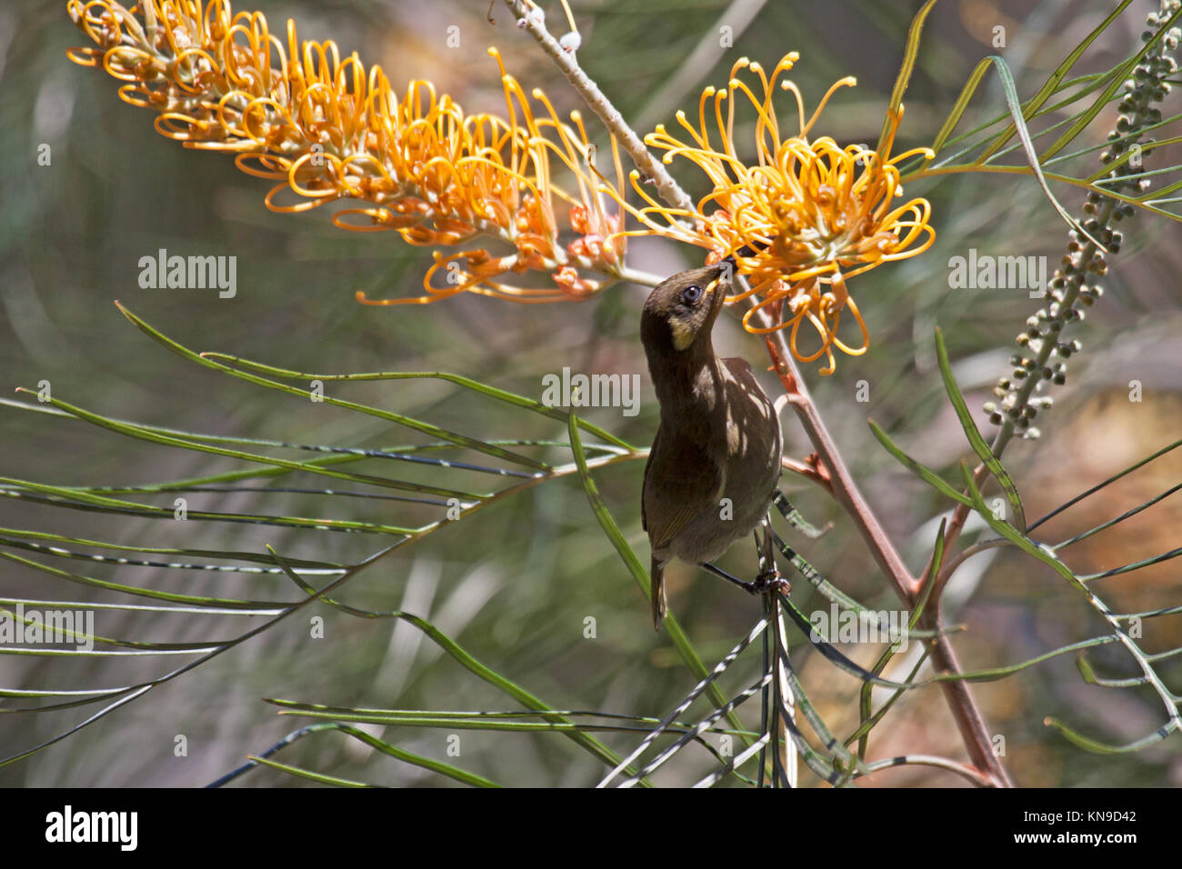 Graceful honeyeater feeding at blossoms of flowering shrub in Queensland Australia Stock Photo