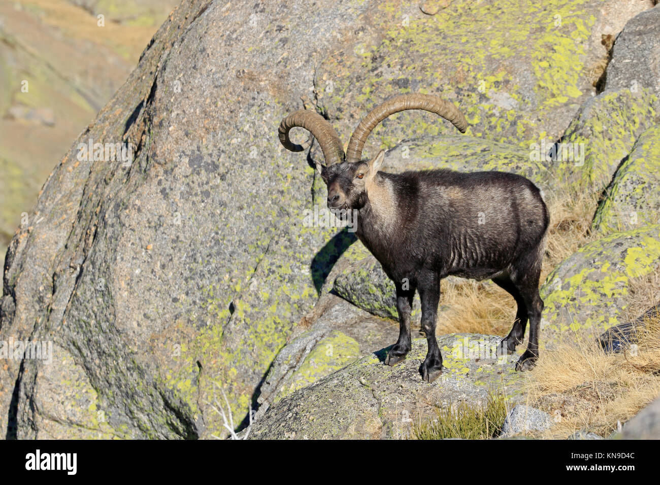 Male Spanish Ibex in the Gredos Mountains Spain Stock Photo - Alamy