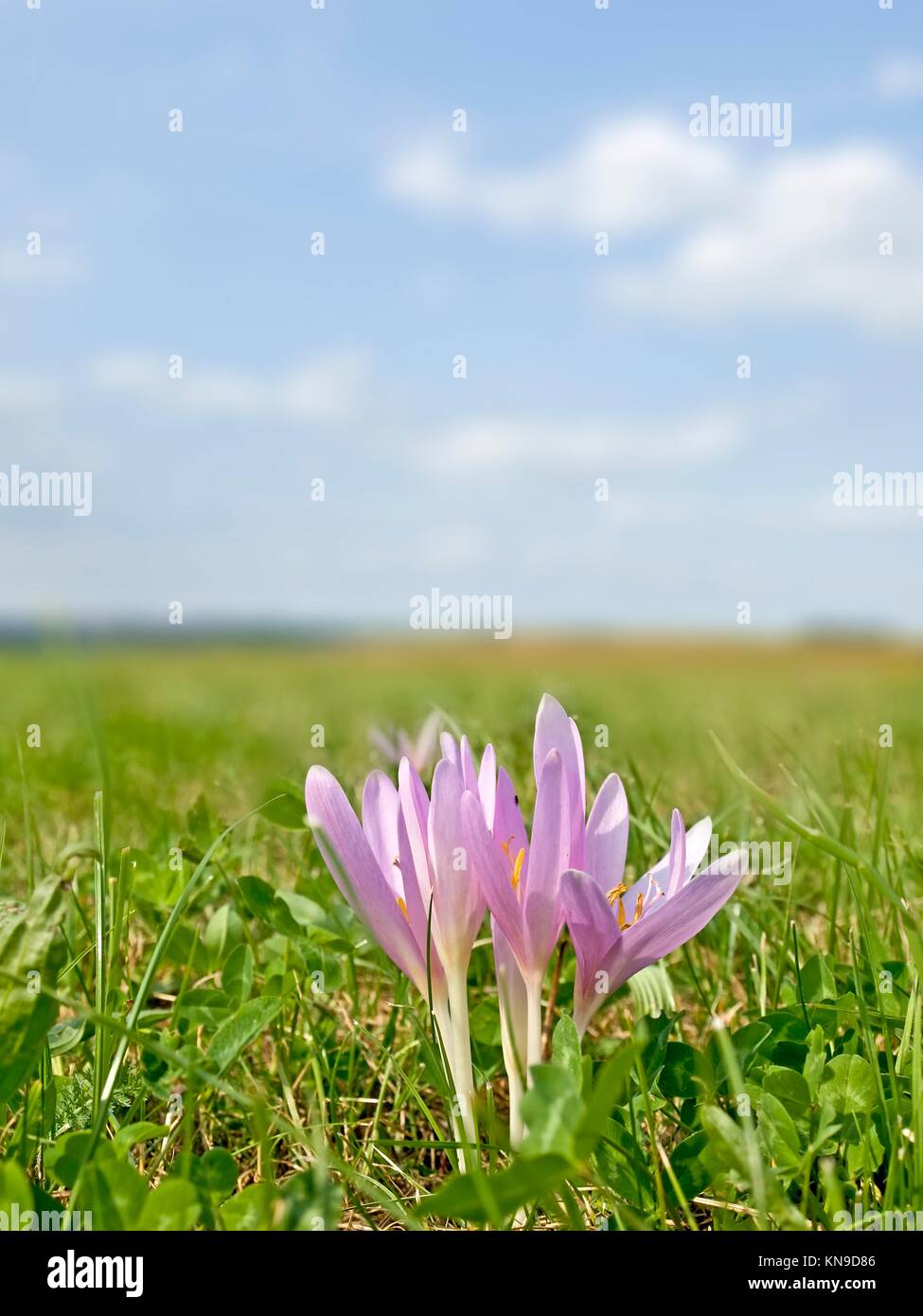 Meadow saffron, medicinal plant Stock Photo Alamy