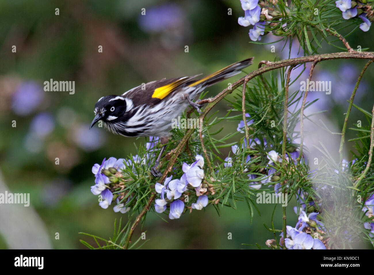 New holland honeyeater visiting flowering shrub to feed on nectar and insects in Victoria Australia Stock Photo
