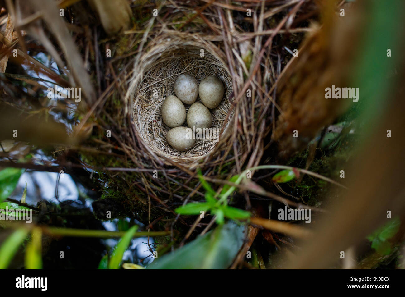 Acrocephalus schoenobaenus. The nest of the Sedge Warbler in nature. Russia. Russia, the Ryazan region (Ryazanskaya oblast), the Pronsky District. Stock Photo