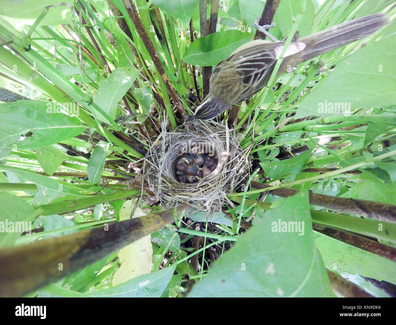 Acrocephalus schoenobaenus. The nest of the Sedge Warbler in nature. Russia. Russia, the Ryazan region (Ryazanskaya oblast), the Pronsky District. Stock Photo