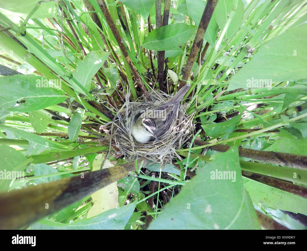 Acrocephalus schoenobaenus. The nest of the Sedge Warbler in nature. Russia. Russia, the Ryazan region (Ryazanskaya oblast), the Pronsky District. Stock Photo