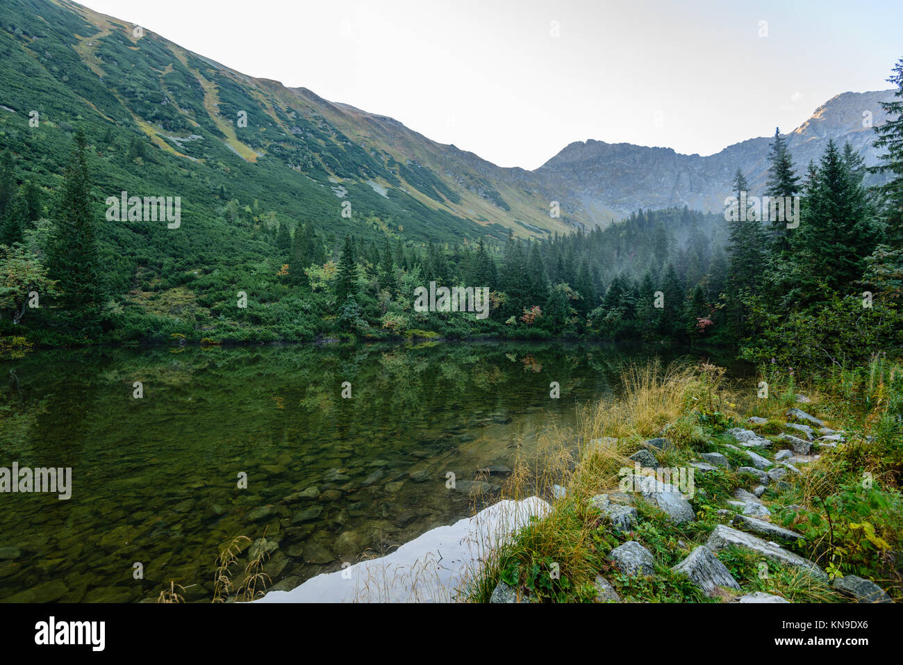 reflections of trees in the lake water at sunrise with morning mist ...