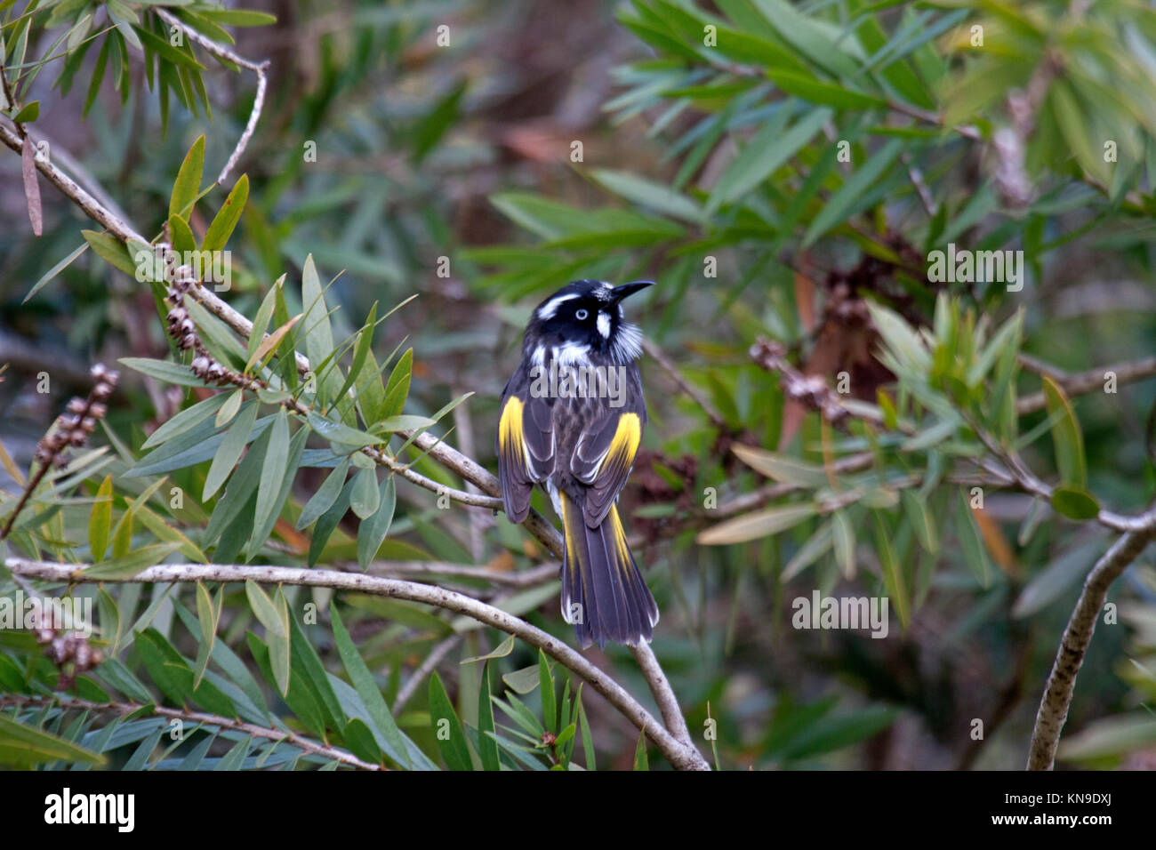 New holland honeyeater with chin bristles extended visiting flowering shrub to feed on nectar and insects in Victoria Australia Stock Photo