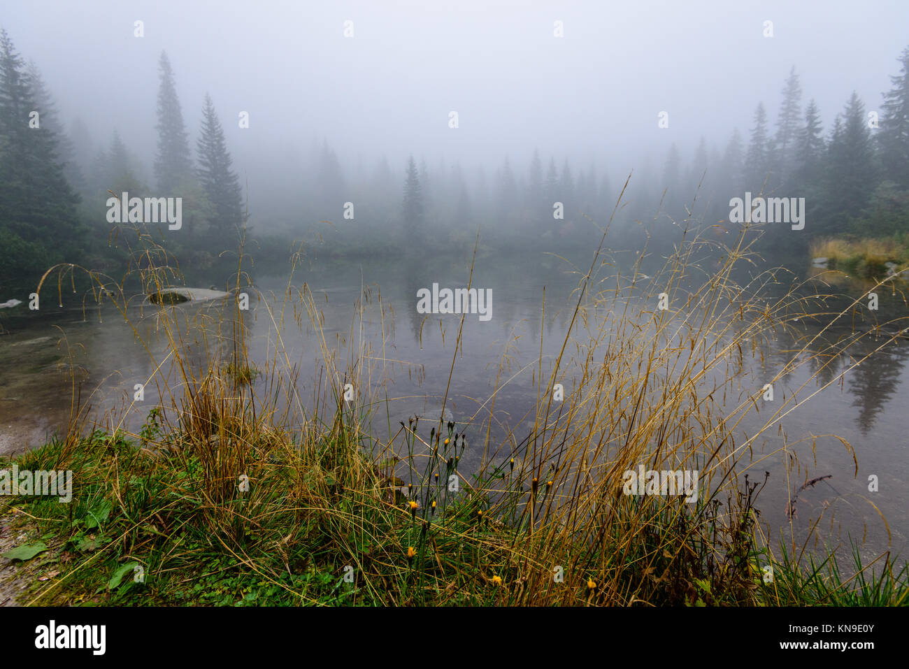 reflections of trees in the lake water at sunrise with morning mist ...