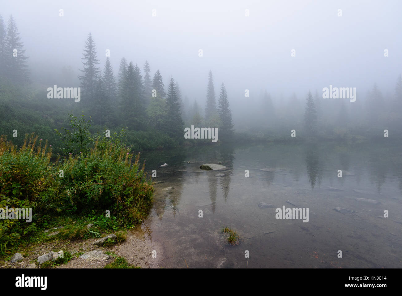 reflections of trees in the lake water at sunrise with morning mist ...