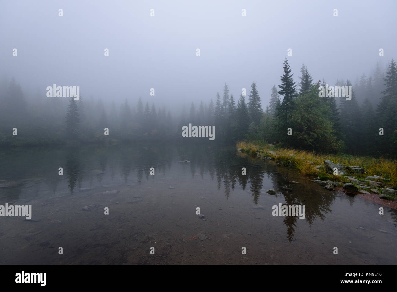 reflections of trees in the lake water at sunrise with morning mist ...