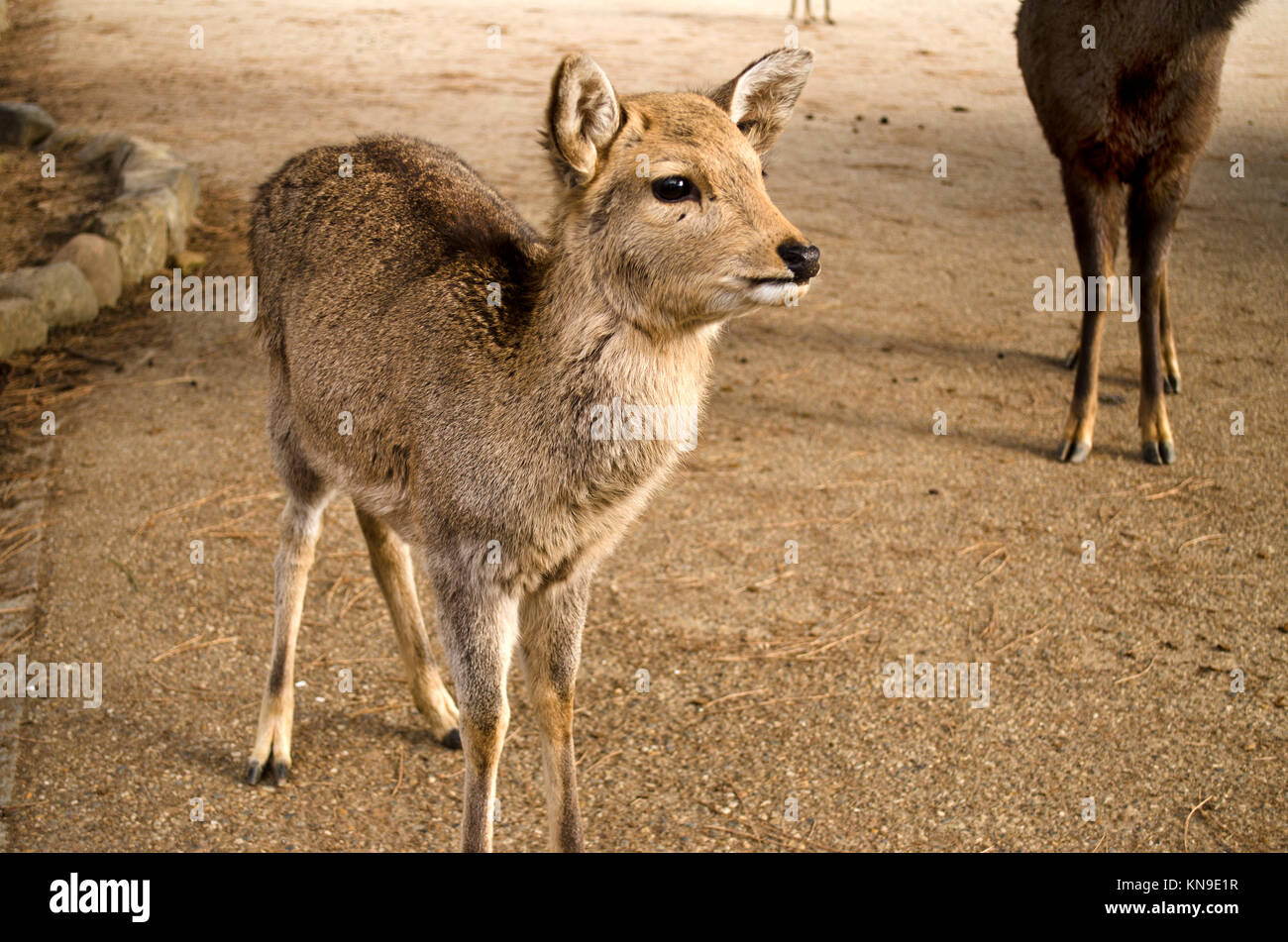 Sika Deer in Nara, Japan Stock Photo