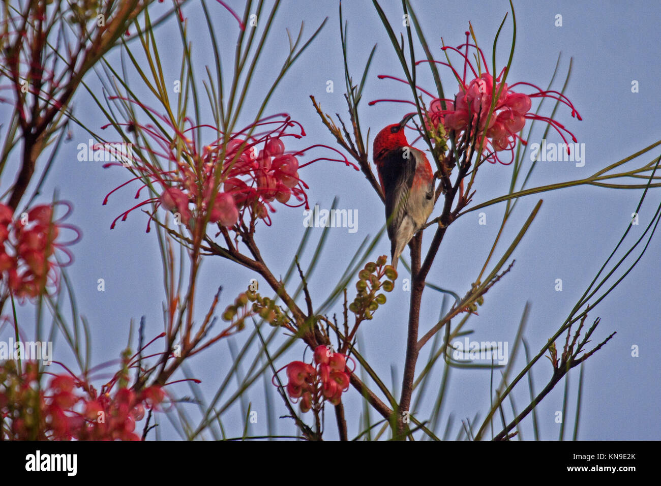 Scarlet honeyeater adult male feeding at flowering shrub in Queensland Australia Stock Photo