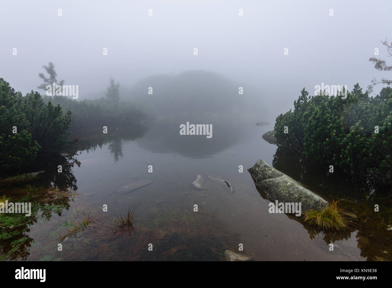reflections of trees in the lake water at sunrise with morning mist ...