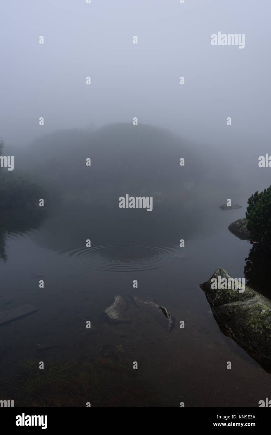 reflections of trees in the lake water at sunrise with morning mist ...
