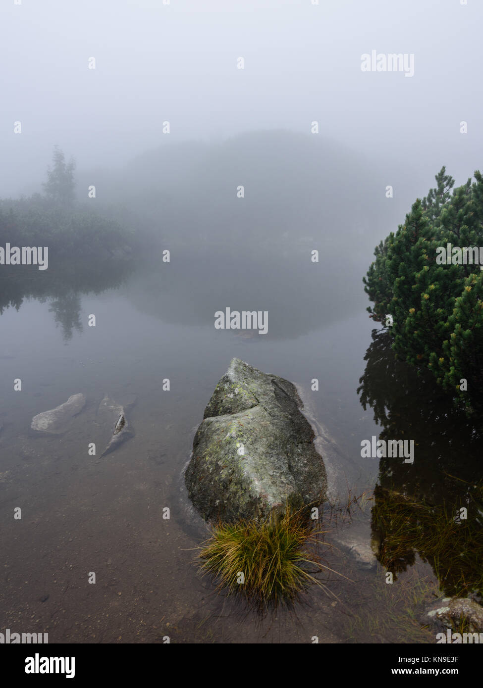 reflections of trees in the lake water at sunrise with morning mist ...