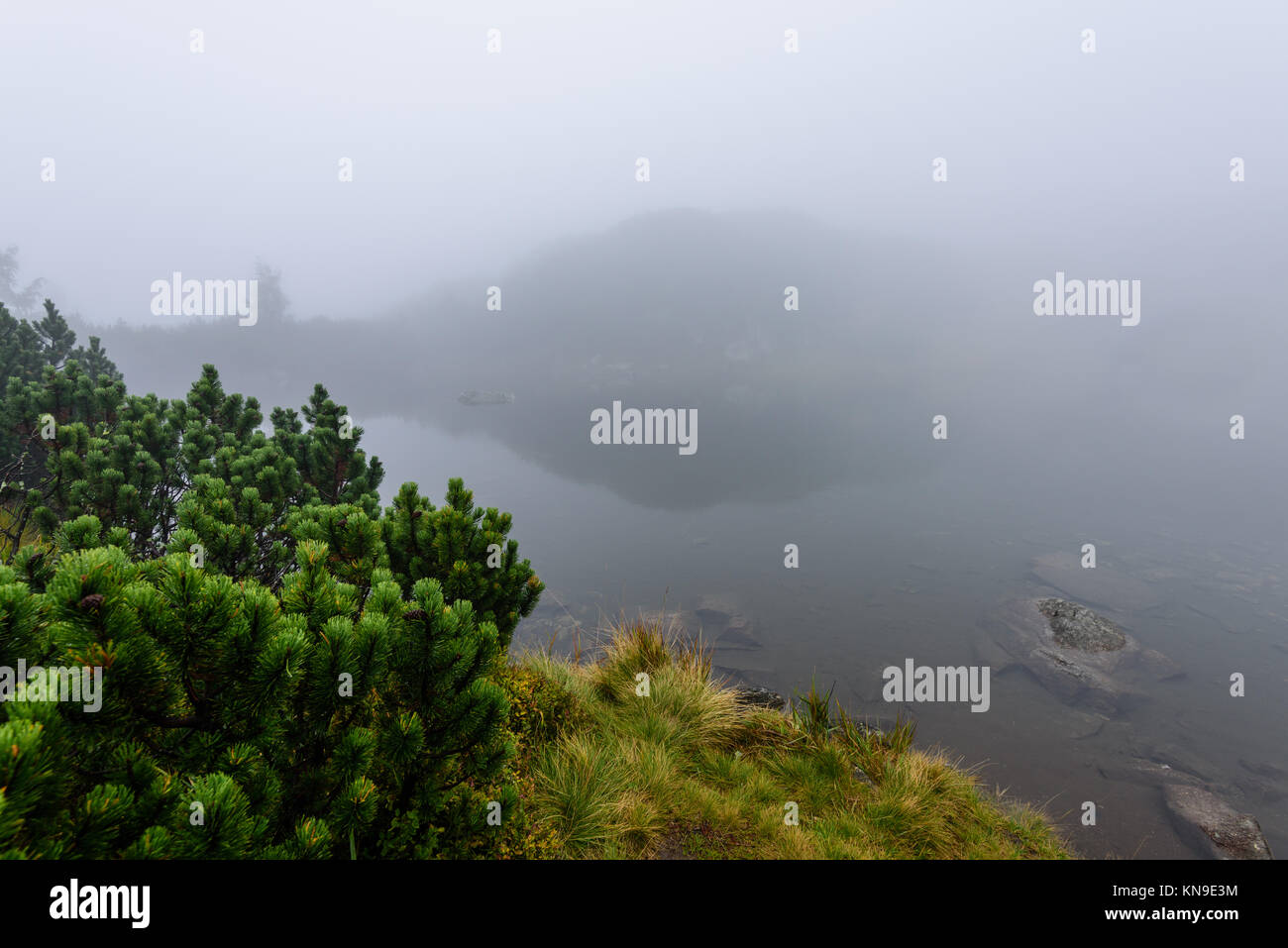 reflections of trees in the lake water at sunrise with morning mist ...