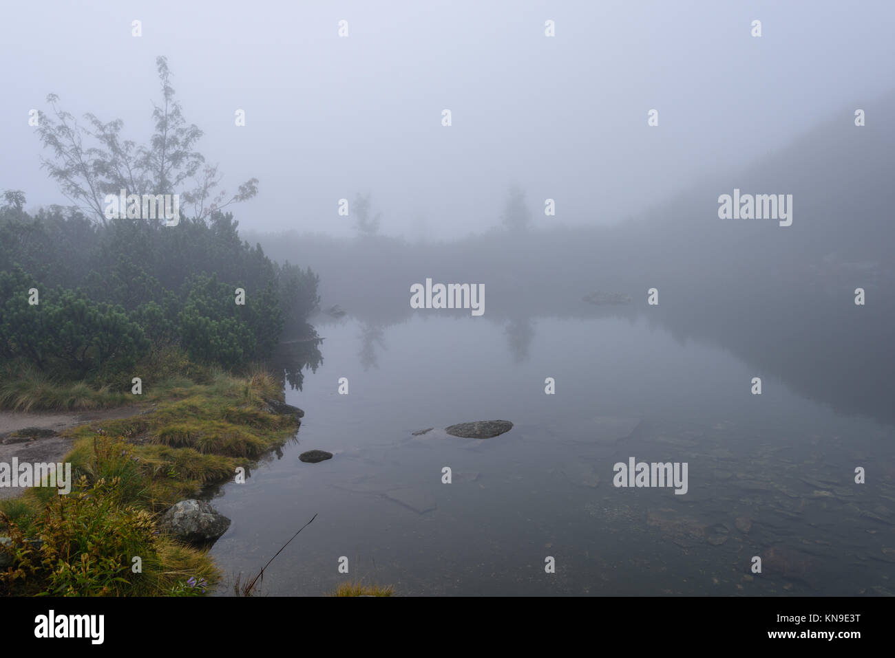 reflections of trees in the lake water at sunrise with morning mist ...