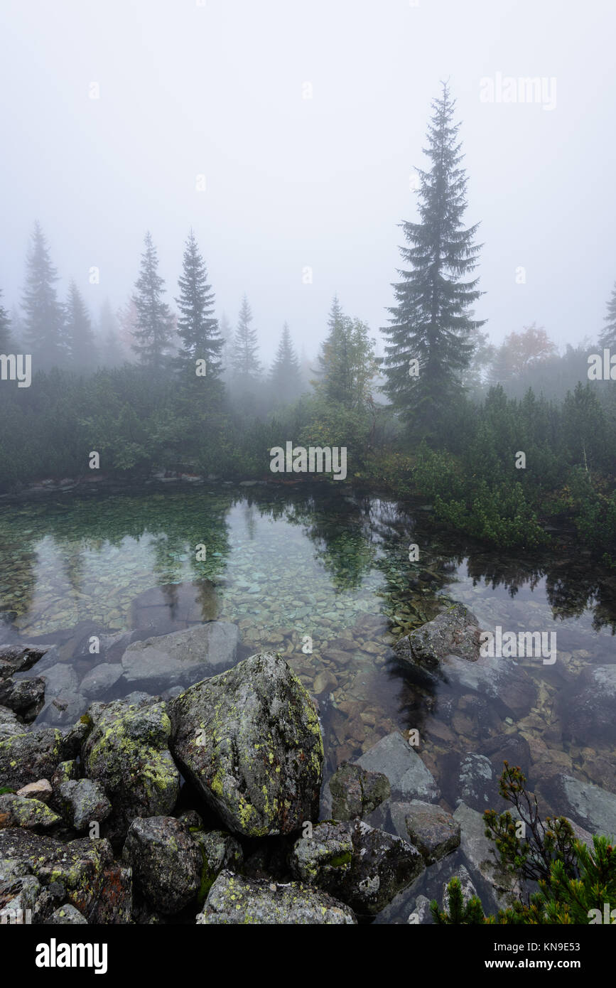 reflections of trees in the lake water at sunrise with morning mist ...