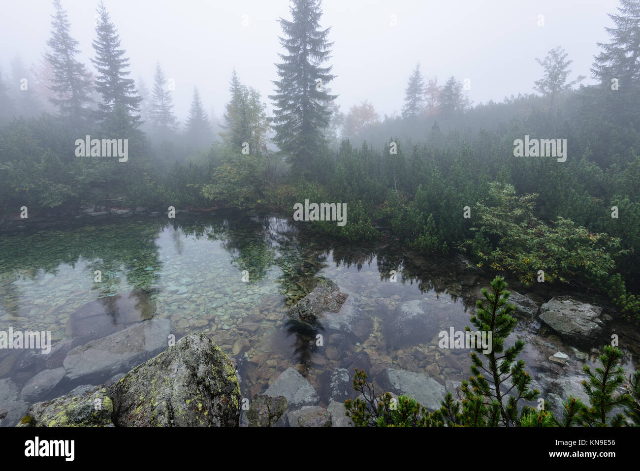 reflections of trees in the lake water at sunrise with morning mist ...