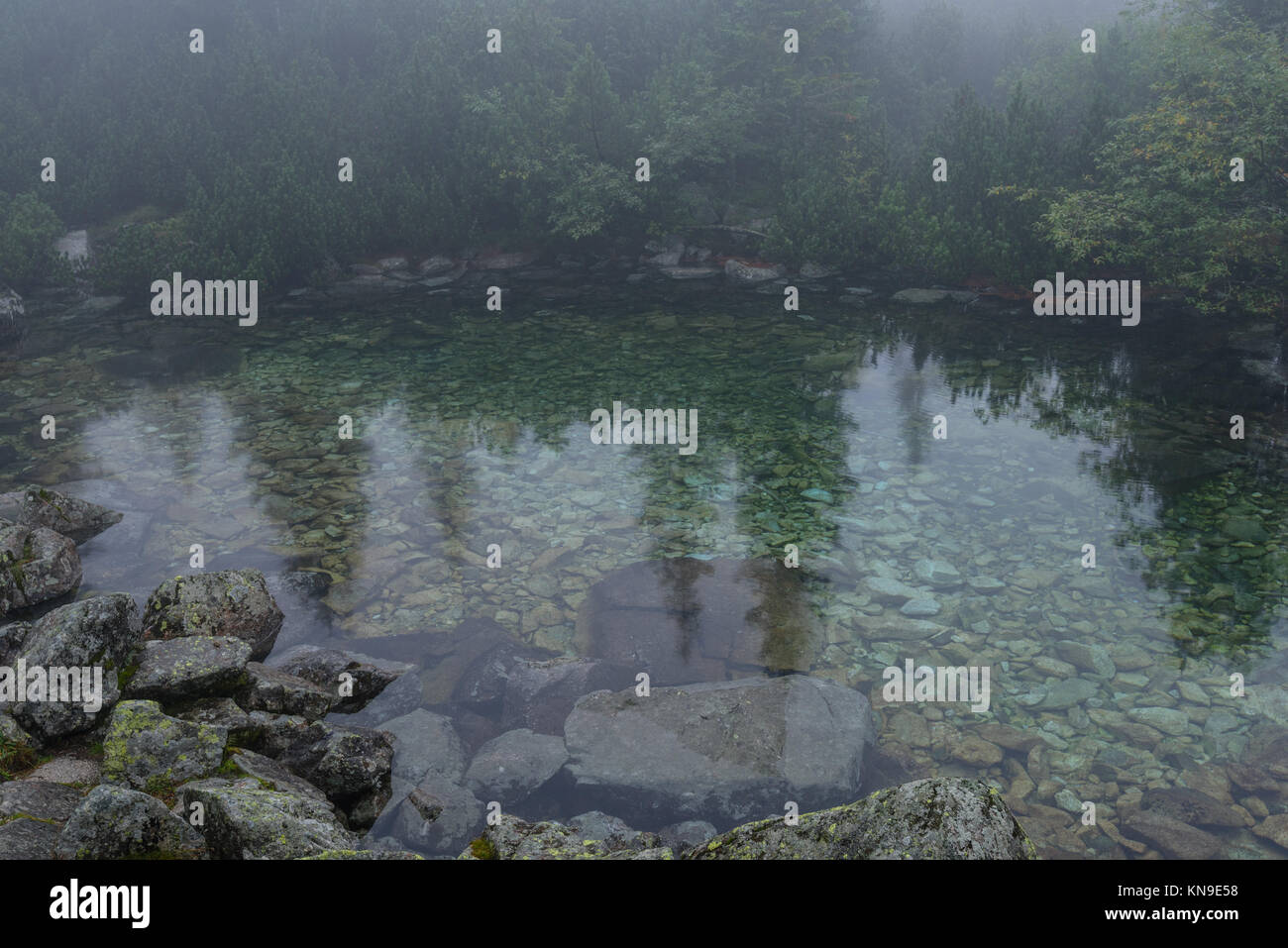 reflections of trees in the lake water at sunrise with morning mist ...