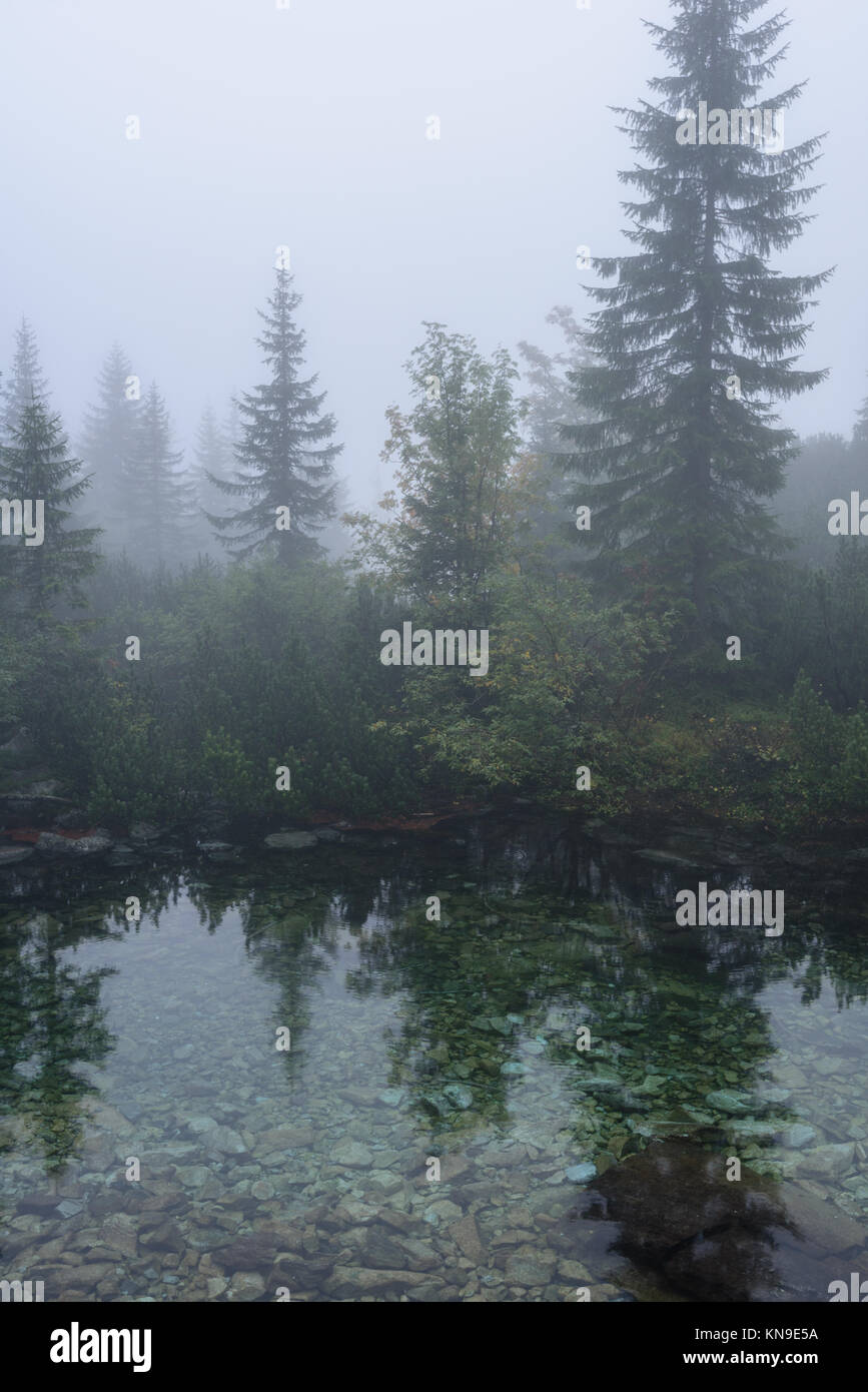 reflections of trees in the lake water at sunrise with morning mist ...