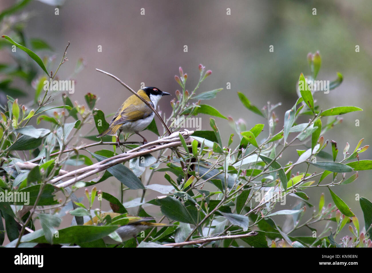 White naped honeyeater perched on foliage in rainforest in Great Otway NP Victoria Australia Stock Photo