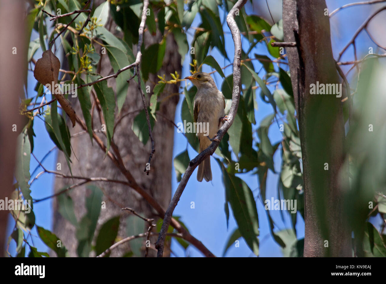 Yellow tinted honeyeater perched in tree in Queensland Australia Stock Photo