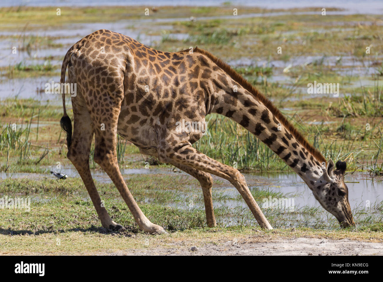 Giraffe drinking water, profile portrait, extremly dry day, October