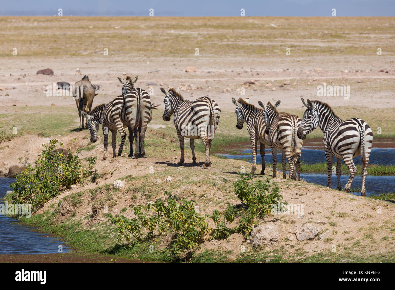 Thirsty zebras crossing desert oasis via natural bridge druing extremly