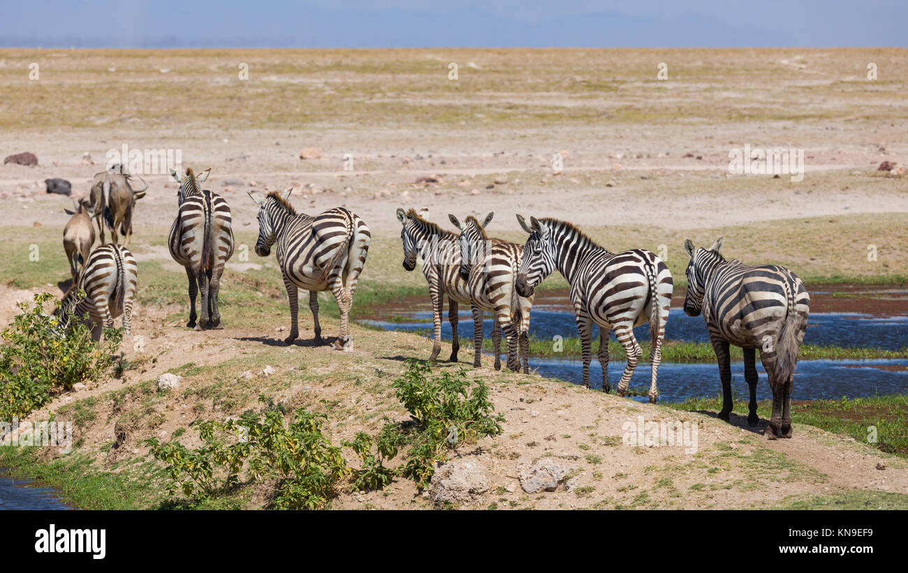 Wildlife crossing desert hi-res stock photography and images - Alamy