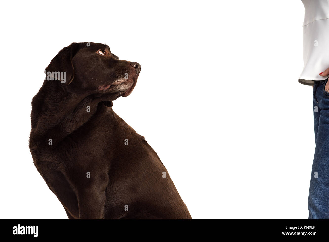 Chocolate brown male senior labrador isolated in white background ...