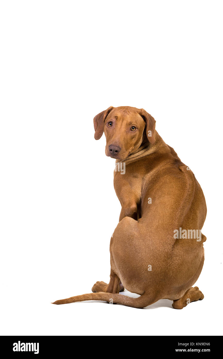 Rhodesian Ridgeback seen from behind isolated in a white background ...