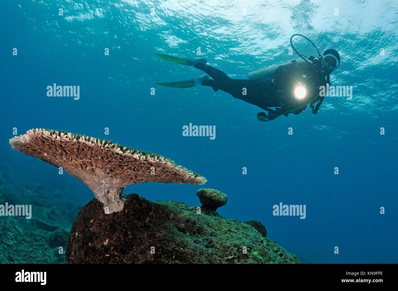 Scuba Diver shining torch on Table Coral (Acropora), Island of Borneo, Sipadan Island, Malaysia. Stock Photo