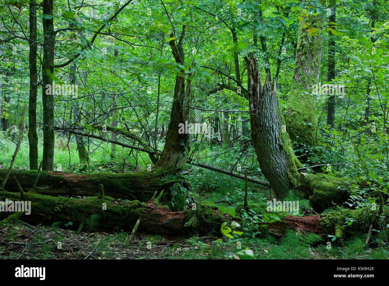 Late summer forest landscape with broken trees strictly nature protection area of Bialowieza National Park, Poland,Europe. Stock Photo