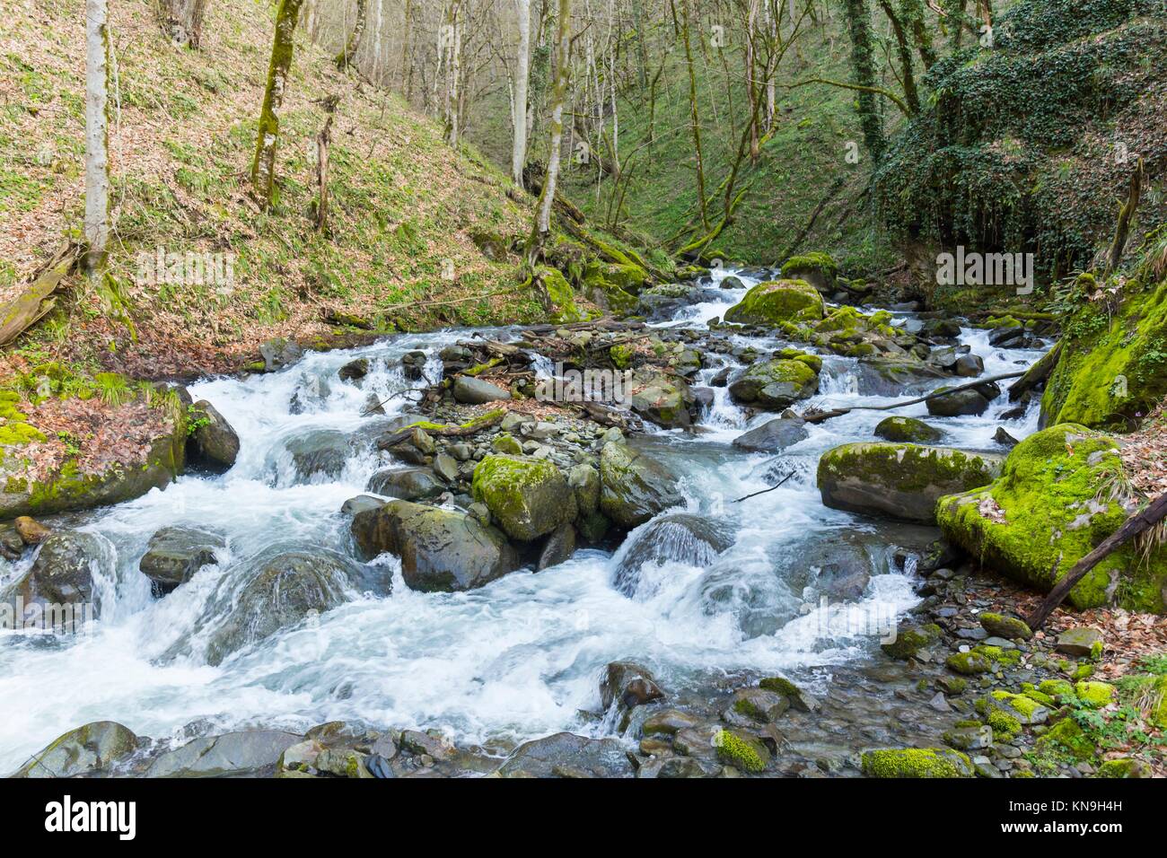 View of mountain forest river at the spring season. Stock Photo