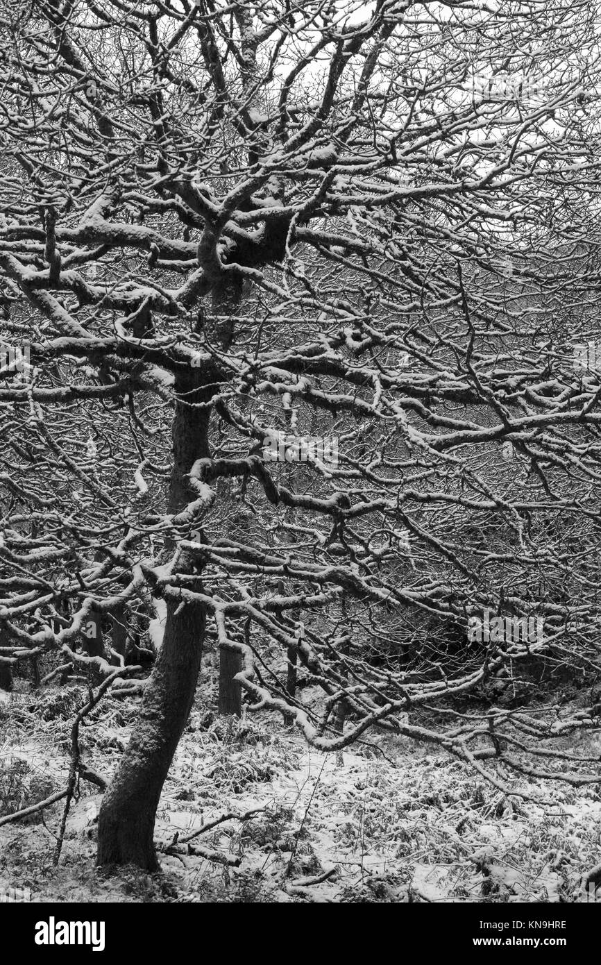 Snow covered tree Stock Photo Alamy