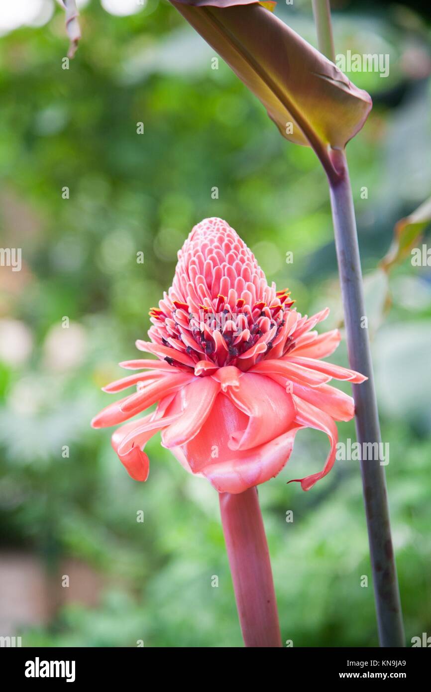 tropical pink flower named Etlingera elatior, known as torch ginger, combrang, bunga kantan