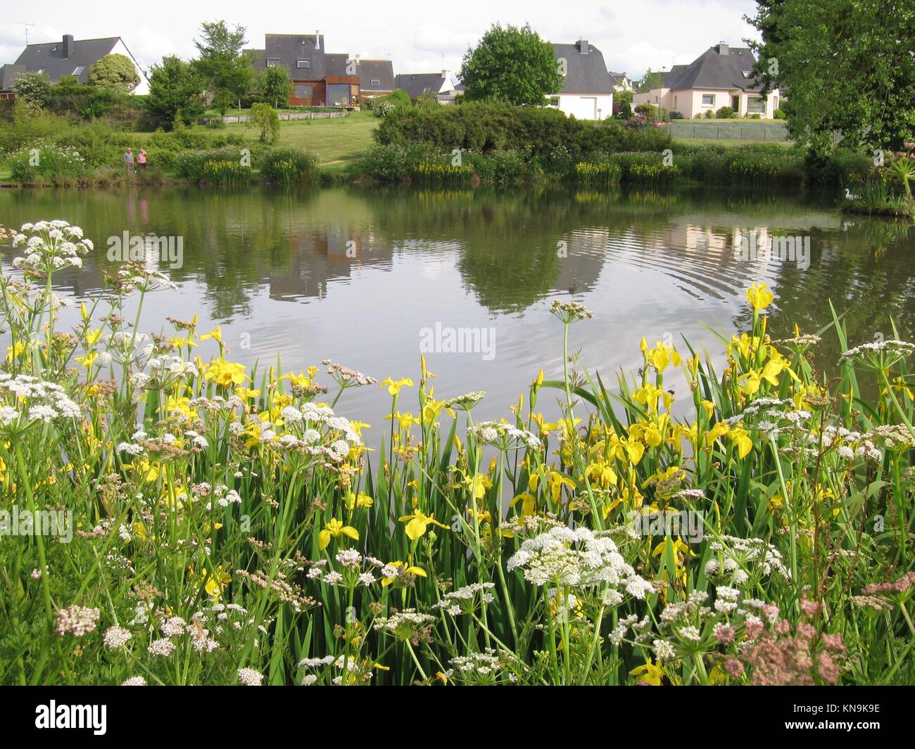 Group of wild Iris flowers beside a pond in Brittany Stock Photo Alamy