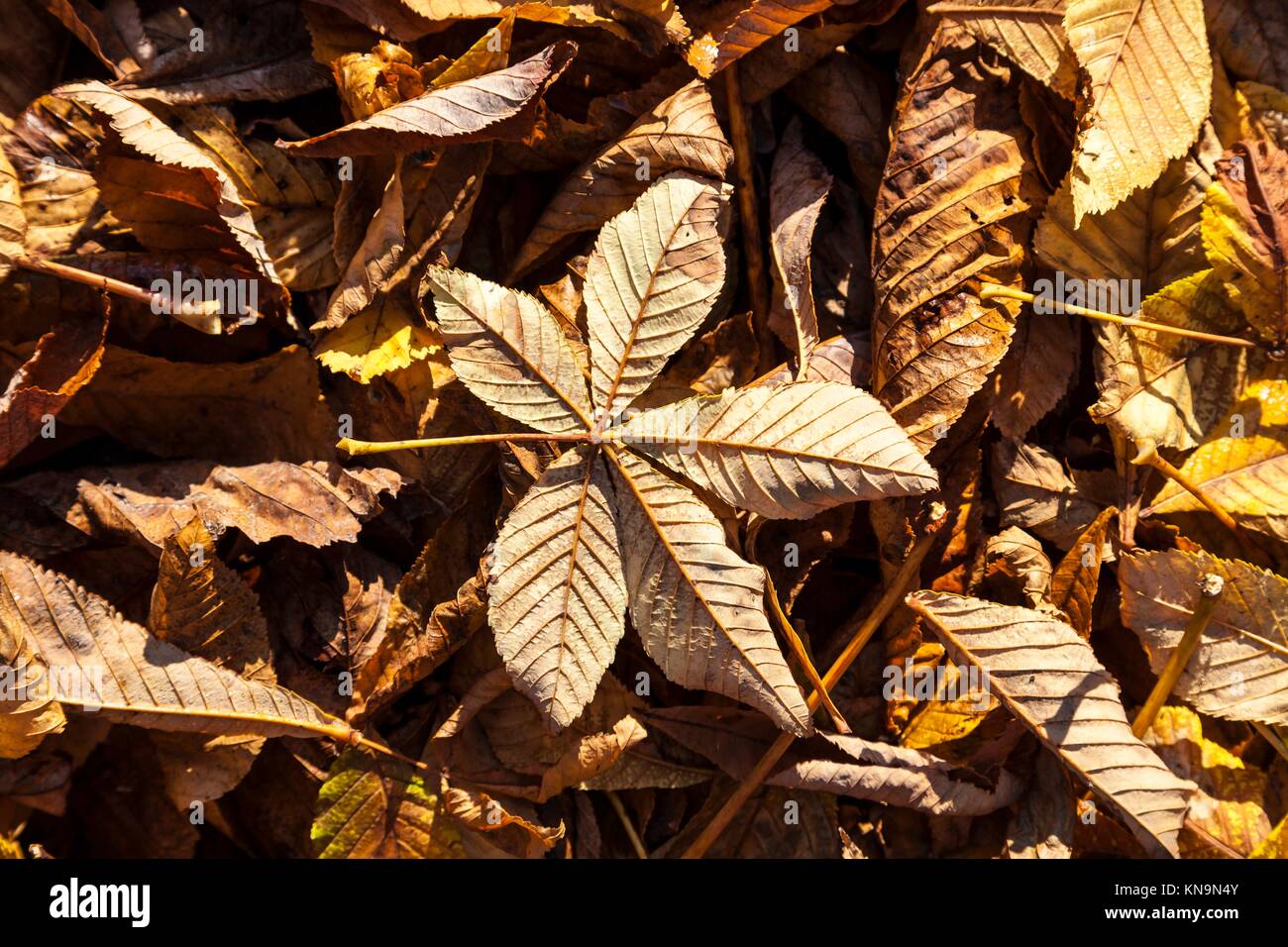 Chestnut leaf in autumn. Stock Photo
