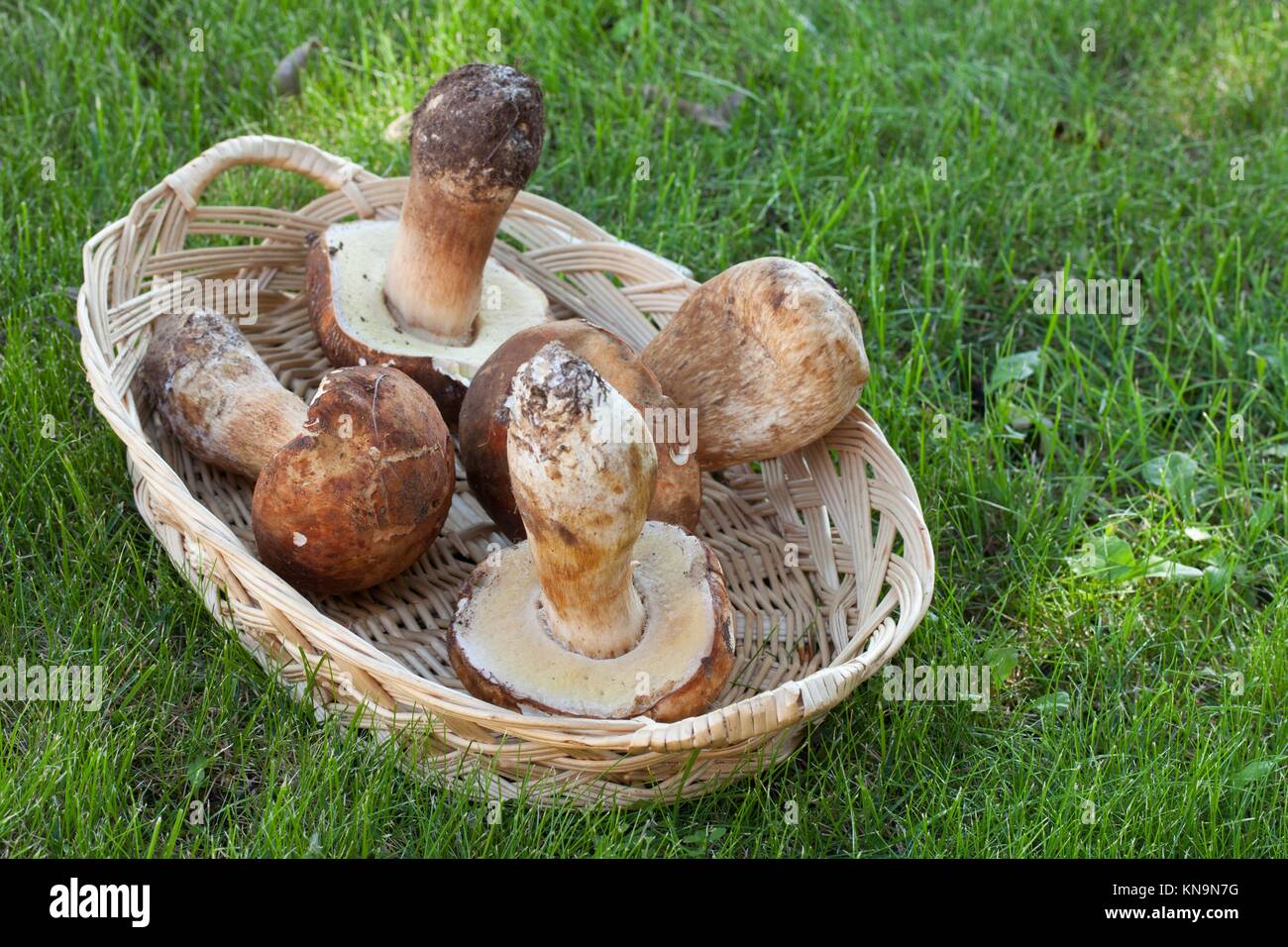 Porcini mushrooms freshly picked in basket on the lawn Stock Photo Alamy