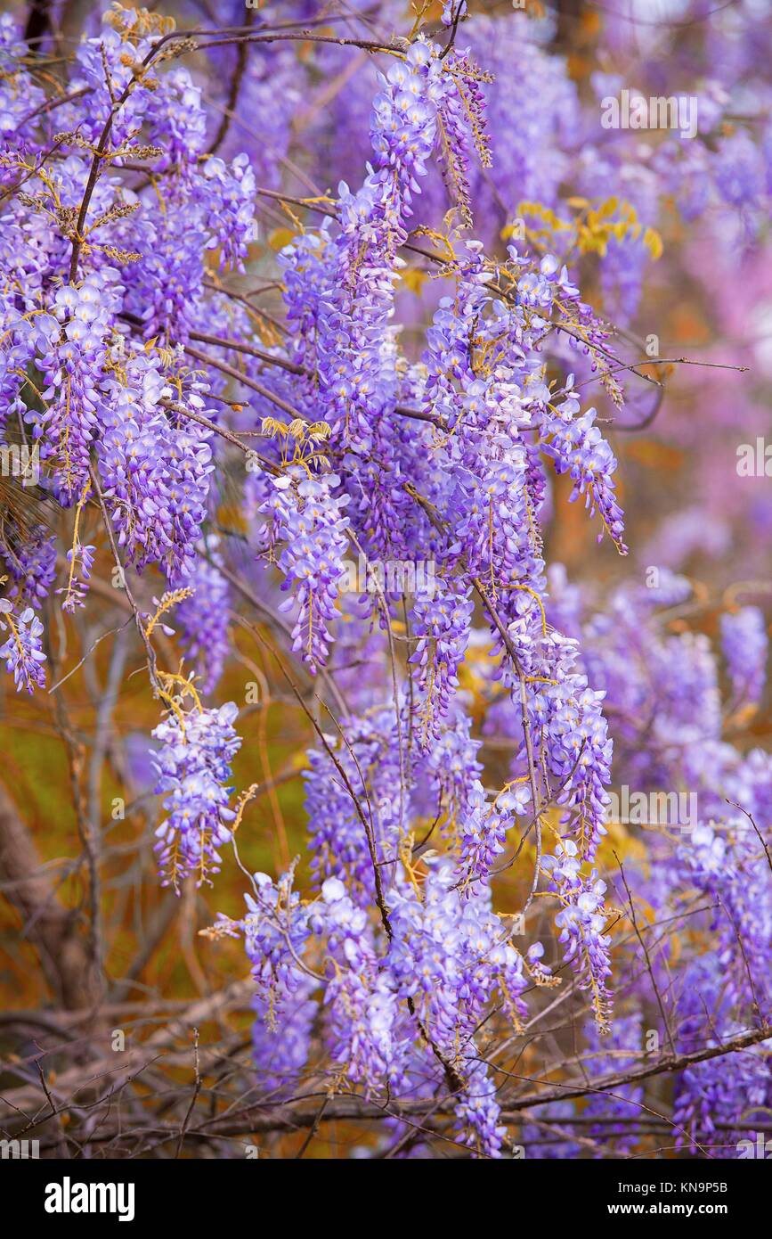 Wisteria tree hires stock photography and images Alamy