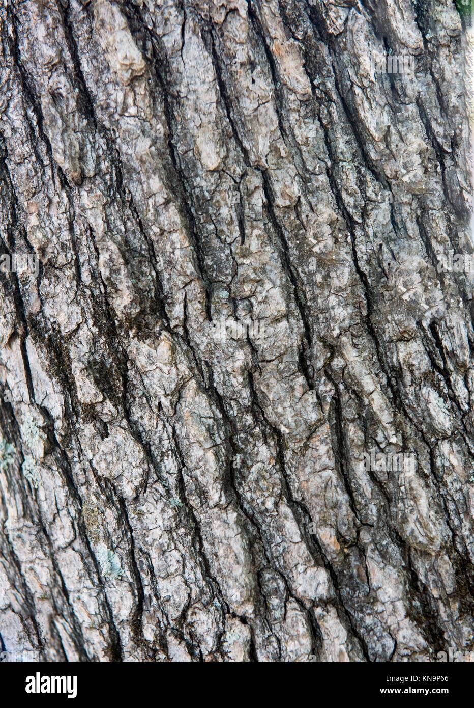 Close up photo of a tree bark texture. Stock Photo