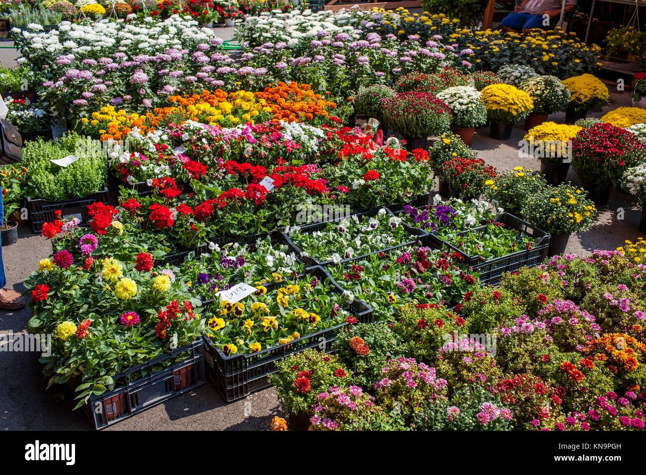 Flowers market at Bucharest Romania Stock Photo Alamy