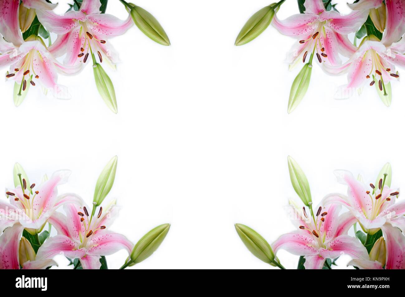 lily flowers corner frame over white background copyspace Stock Photo