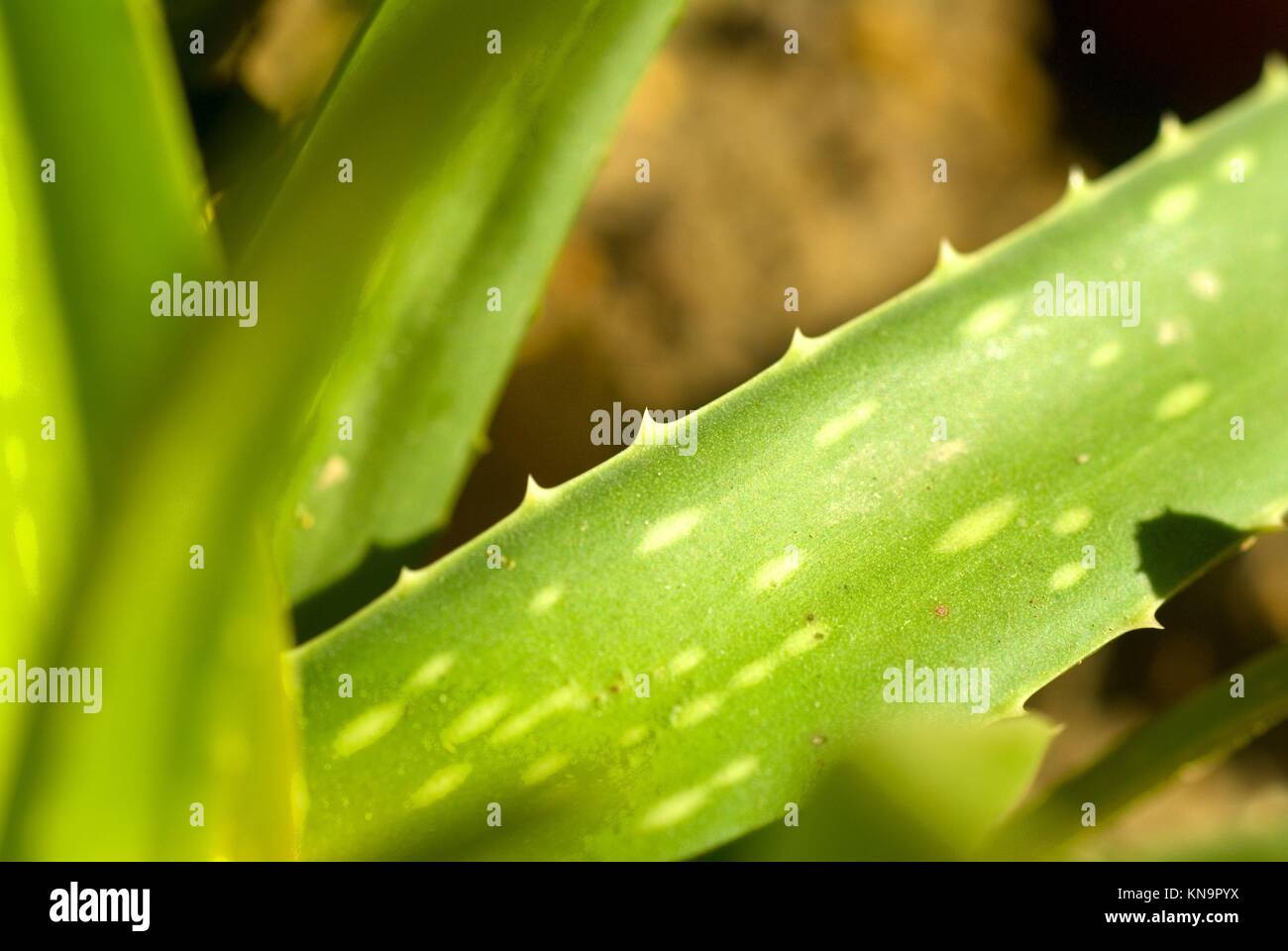 vivid green aloe vera plant on a vase close up Stock Photo Alamy